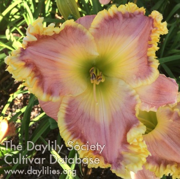 Daylily You're the Reason I Smile